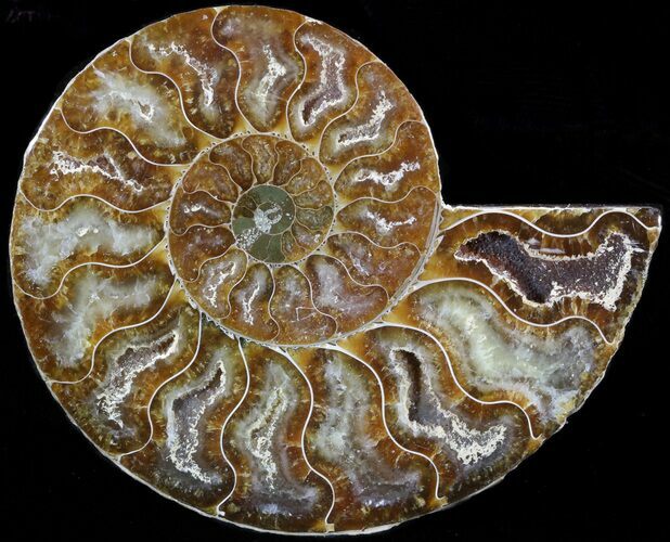 Agatized Ammonite Fossil (Half) #39621